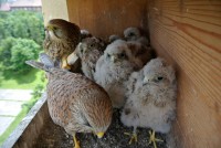 /album/a13-6-2013/krmeni-1-jpg2/